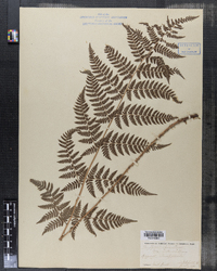 Dryopteris intermedia image