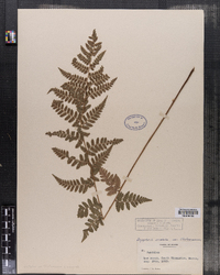 Dryopteris cristata var. clintoniana image