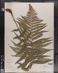 Dryopteris filix-mas image