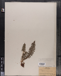 Dryopteris fragrans image