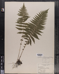 Thelypteris noveboracensis image