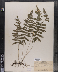 Thelypteris simulata image