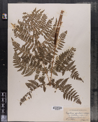 Dryopteris carthusiana image