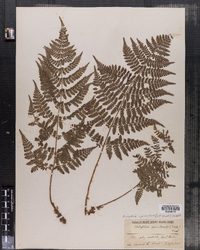 Dryopteris carthusiana image