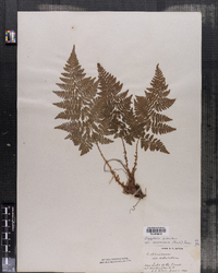 Dryopteris carthusiana image