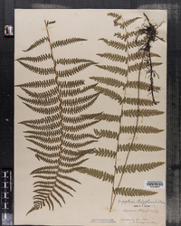 Dryopteris thelypteris image