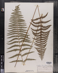 Dryopteris thelypteris image