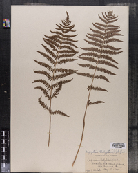 Dryopteris thelypteris image