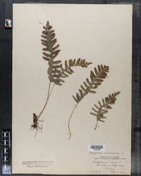 Polypodium virginianum image