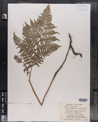 Pteridium aquilinum image