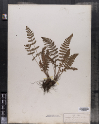 Woodsia ilvensis image