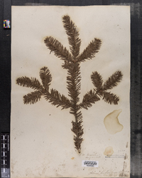 Abies balsamea image