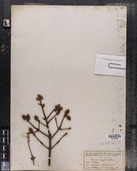 Picea nigra image