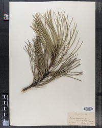 Image of Pinus austriaca