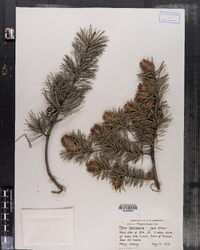 Pinus banksiana image