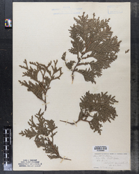 Thuja occidentalis image