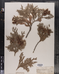 Thuja occidentalis image