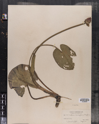 Nymphaea variegata image
