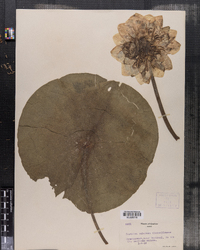 Nymphaea odorata ssp. tuberosa image