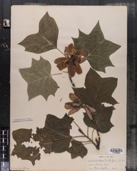 Liriodendron tulipfera image