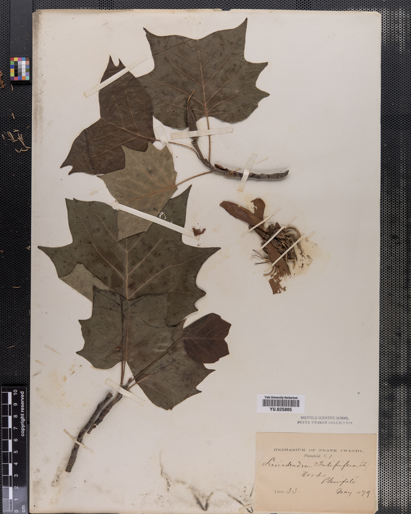 Liriodendron tulipfera image