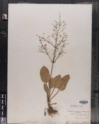 Alisma plantago-aquatica var. americanum image