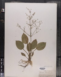 Alisma plantago-aquatica var. americanum image