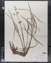 Sagittaria latifolia f. gracilis image