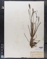 Sagittaria heterophylla image