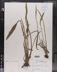 Image of Sagittaria platyphylla