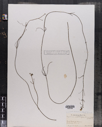 Sagittaria subulata var. gracillima image