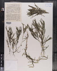 Potamogeton obtusifolius image