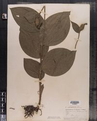 Image of Cypripedium hirsutum