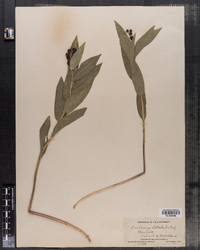 Image of Maianthemum stellata