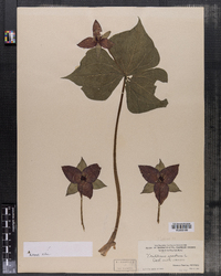 Trillium erectum image