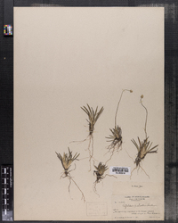 Tofieldia palustris image