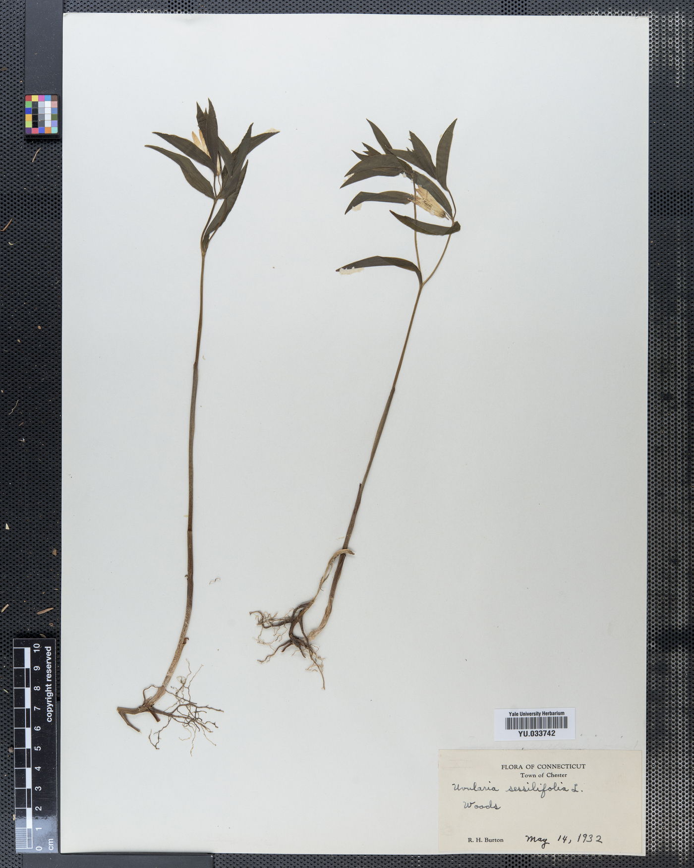 Uvularia sesilifolia image