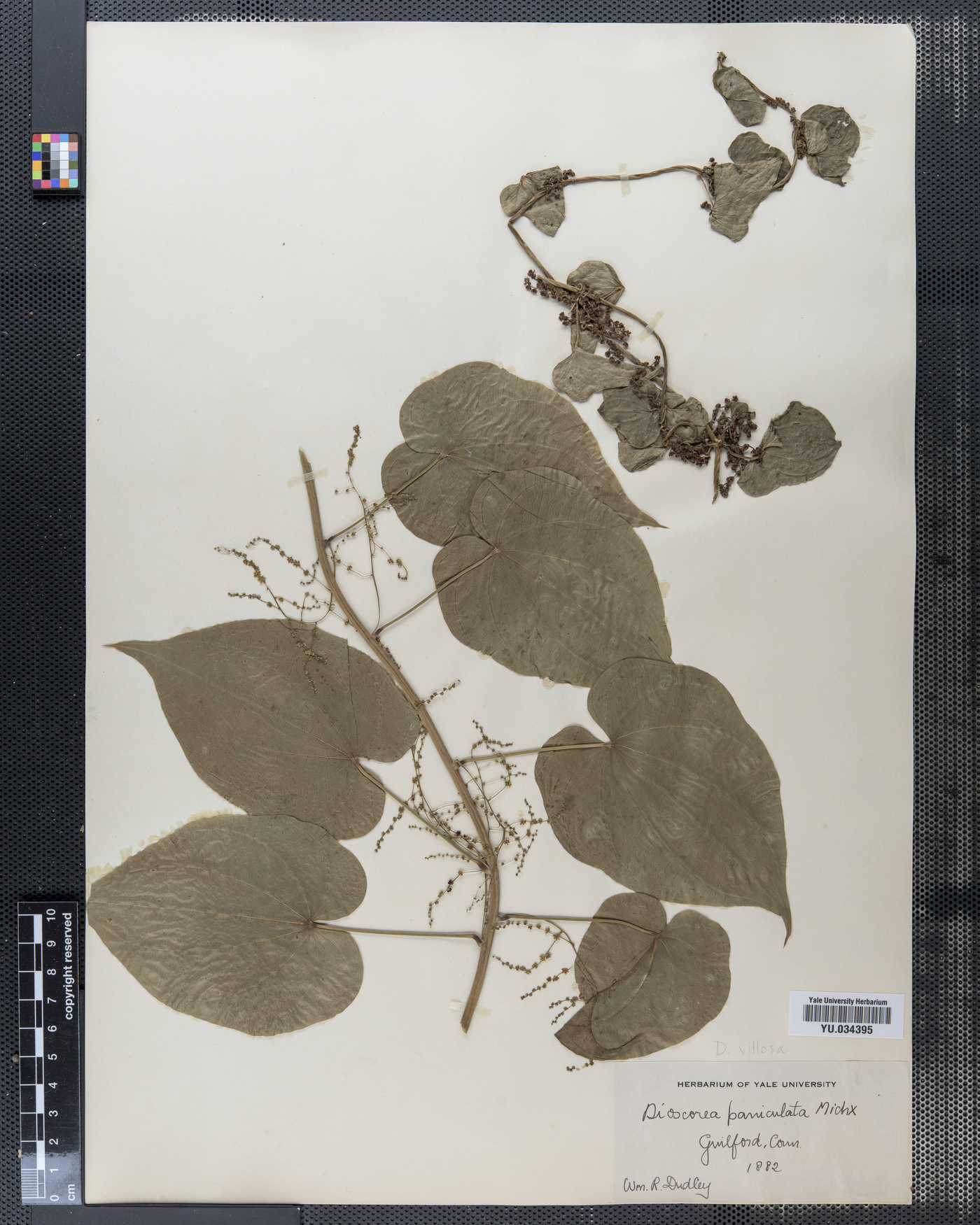 Dioscorea amaranthoides image