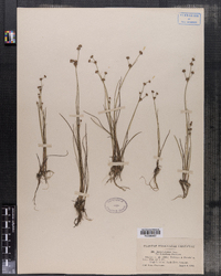 Juncus alpinus image