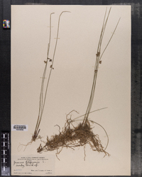 Juncus filiformis image