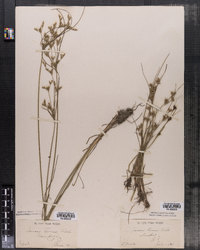 Juncus tenuis image