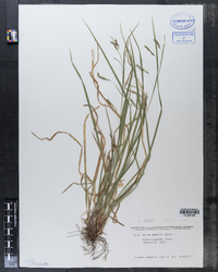 Carex debilis image