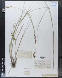 Carex tenera var. richii image