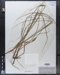 Carex lanuginosa image