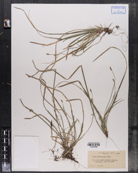 Carex pedunculata image