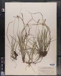 Carex pensylvanica image