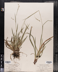 Carex arctata image