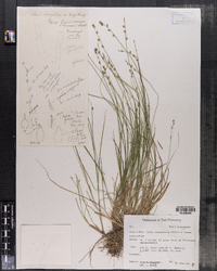 Image of Carex beunnescens