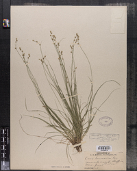 Carex brunnescens image