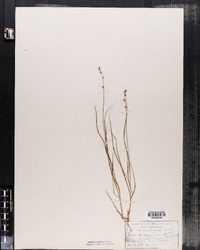 Carex canescens var. vitilis image